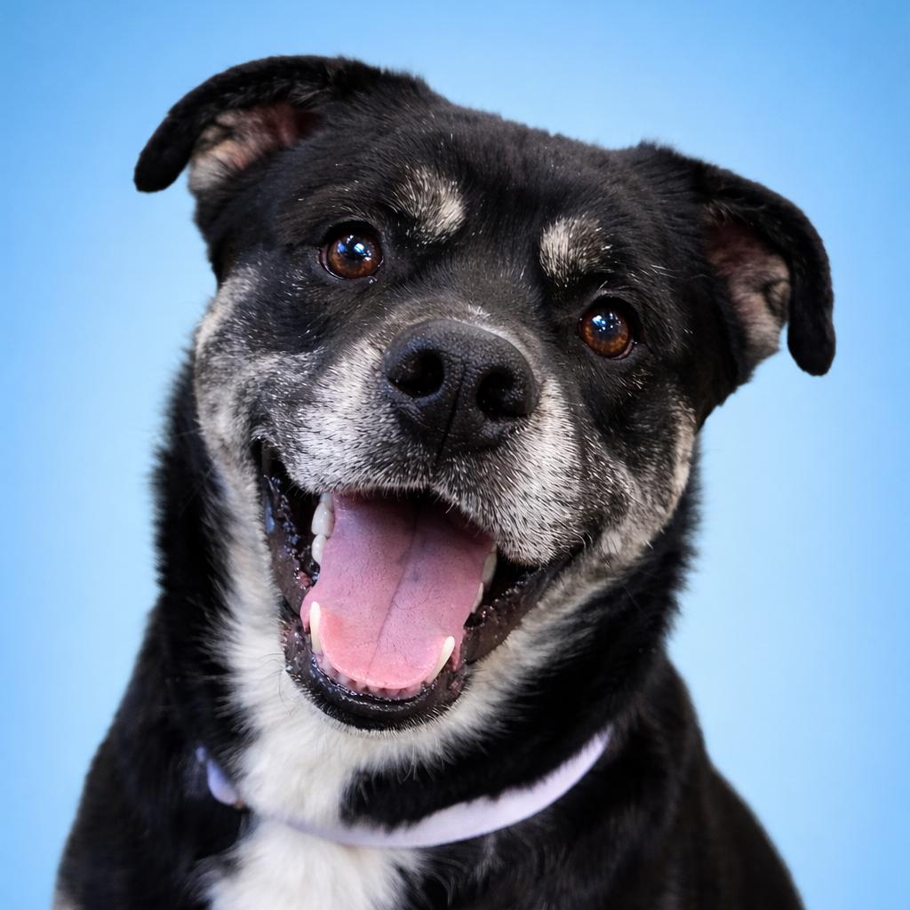 Kitty, a Adoptable mixed breed in Mankato, MN image 4/6