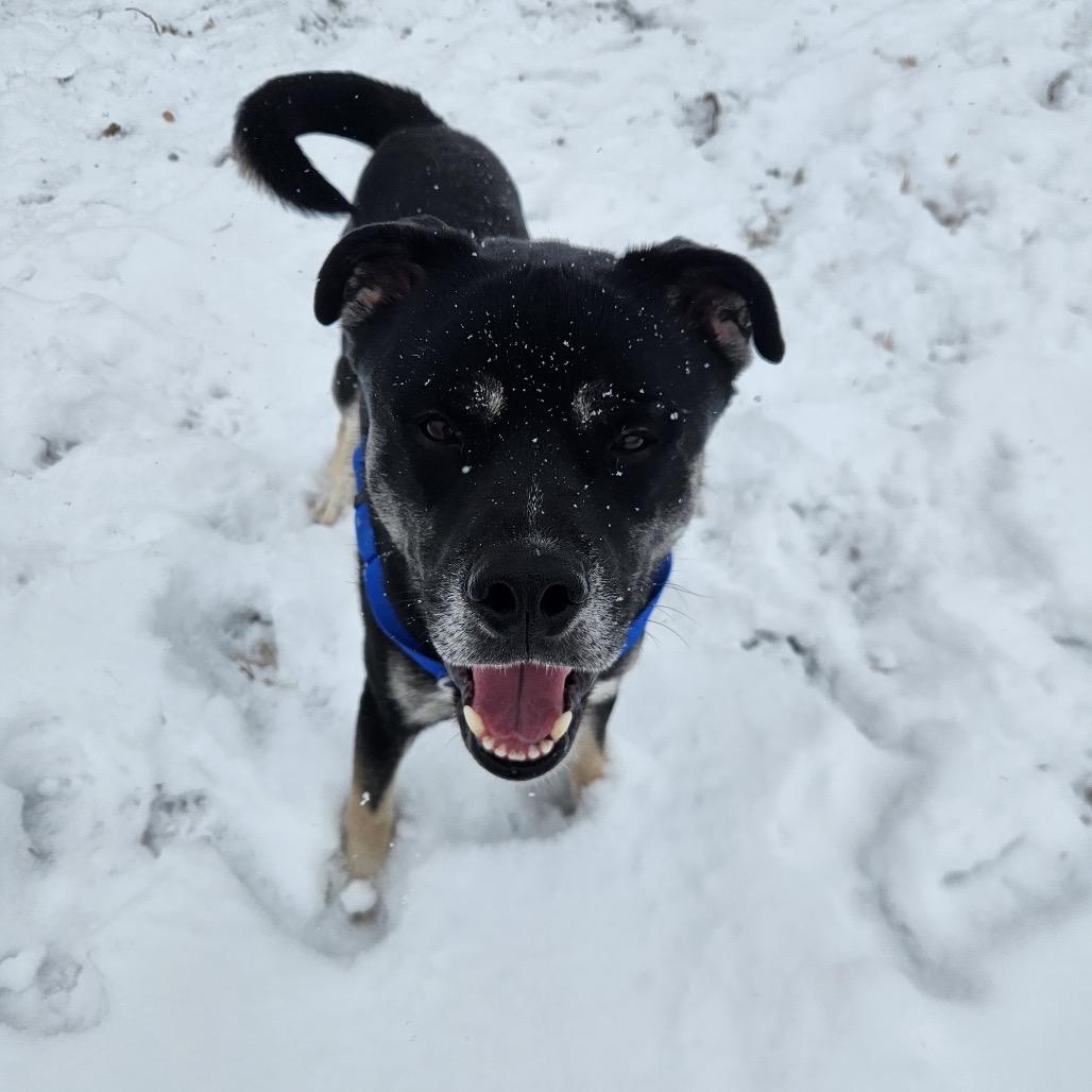 Kitty, a Adoptable Mixed Breed in Mankato, MN image 4/6