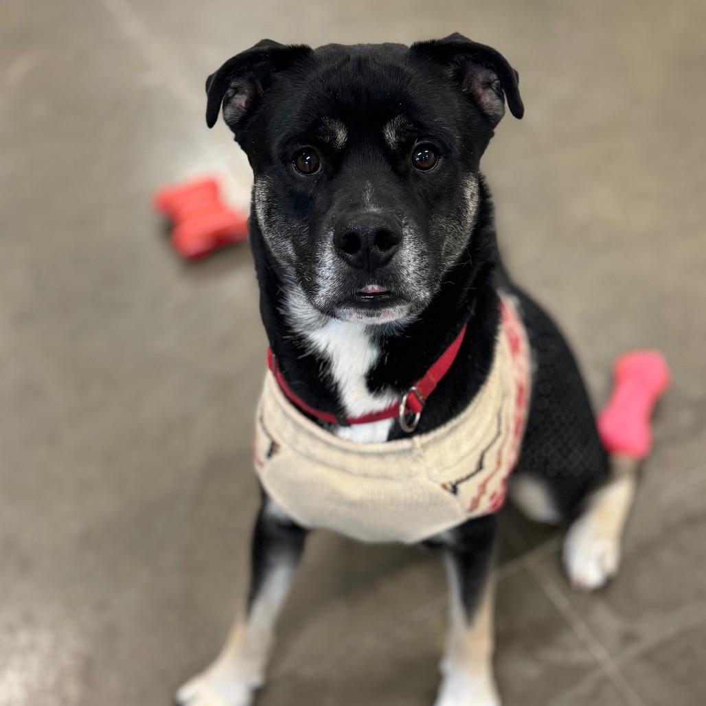 Kitty, a Adoptable Mixed Breed in Mankato, MN image 5/6