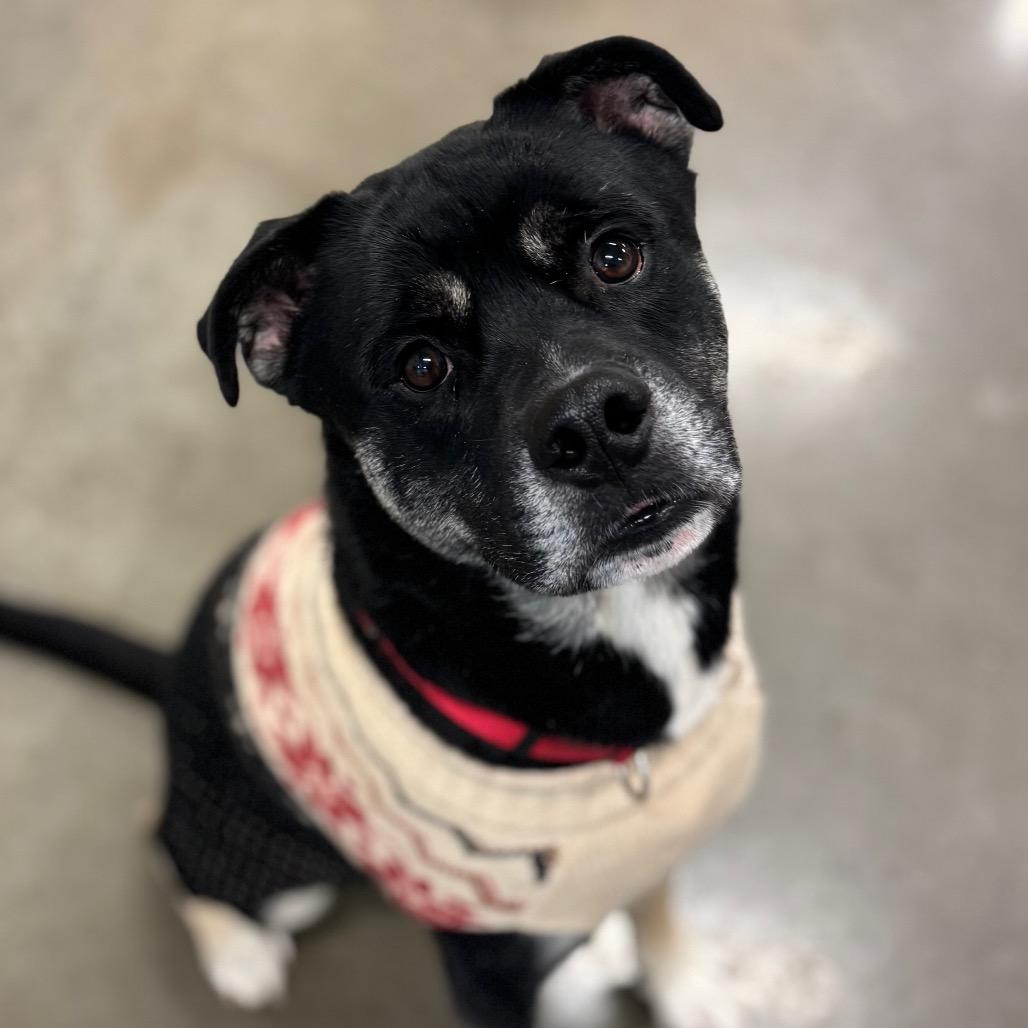 Kitty, a Adoptable Mixed Breed in Mankato, MN image 6/6