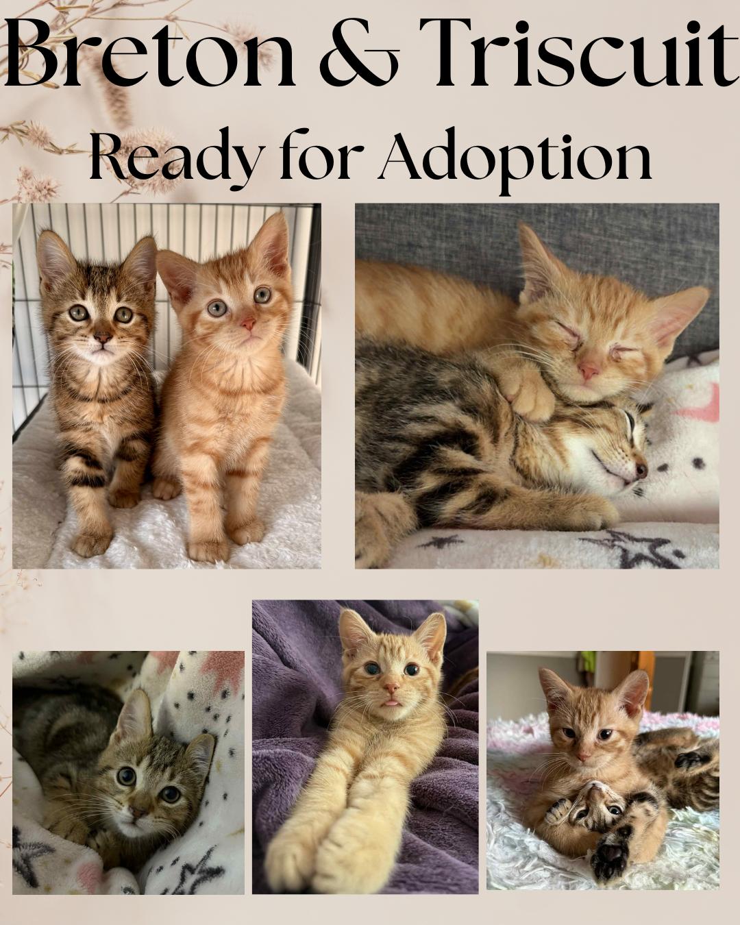 Enlarge Breton & Triscuit, a Adopted mixed breed in Etobicoke, ON image 1/3