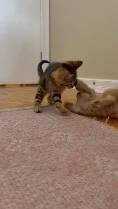 Enlarge Breton & Triscuit, a Adopted mixed breed in Etobicoke, ON video 3/3