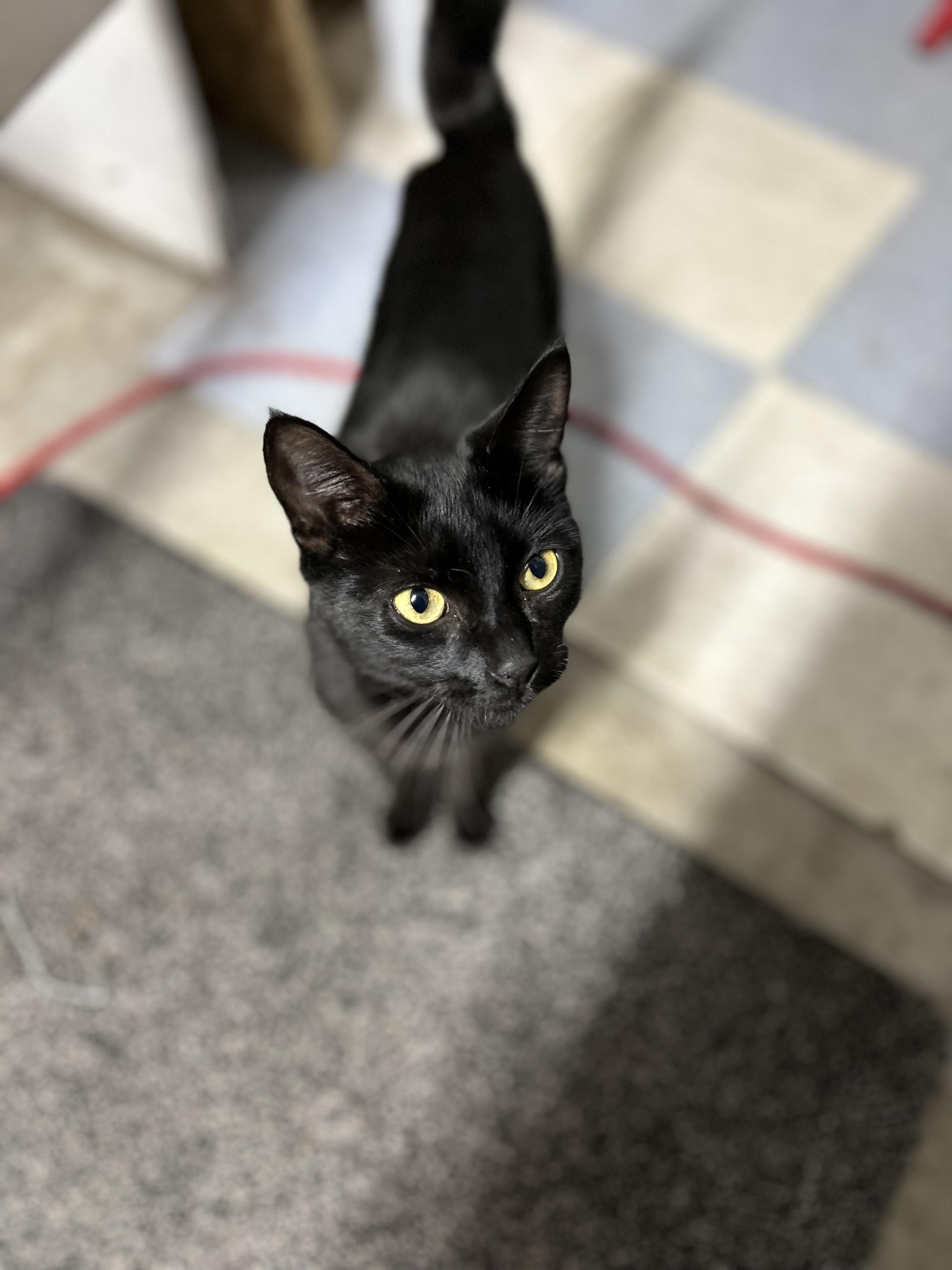 Enlarge Brook, a Adoptable Domestic Short Hair in Auburn, WA image 1/2