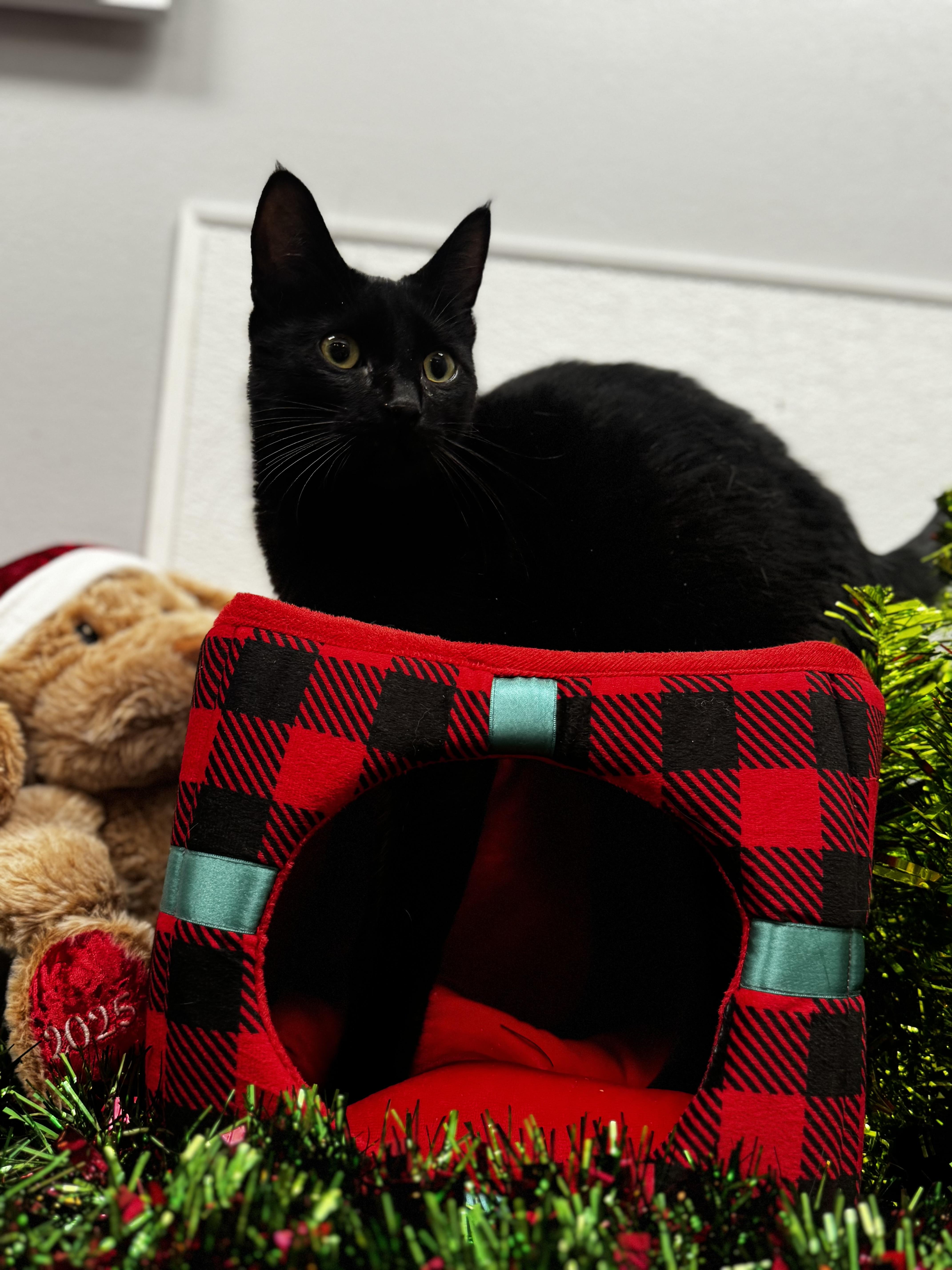 Enlarge Brook, a Adoptable Domestic Short Hair in Auburn, WA image 2/2