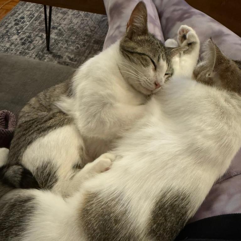 Alexis, a Adoptable Domestic Short Hair in Washington, DC image 2/6