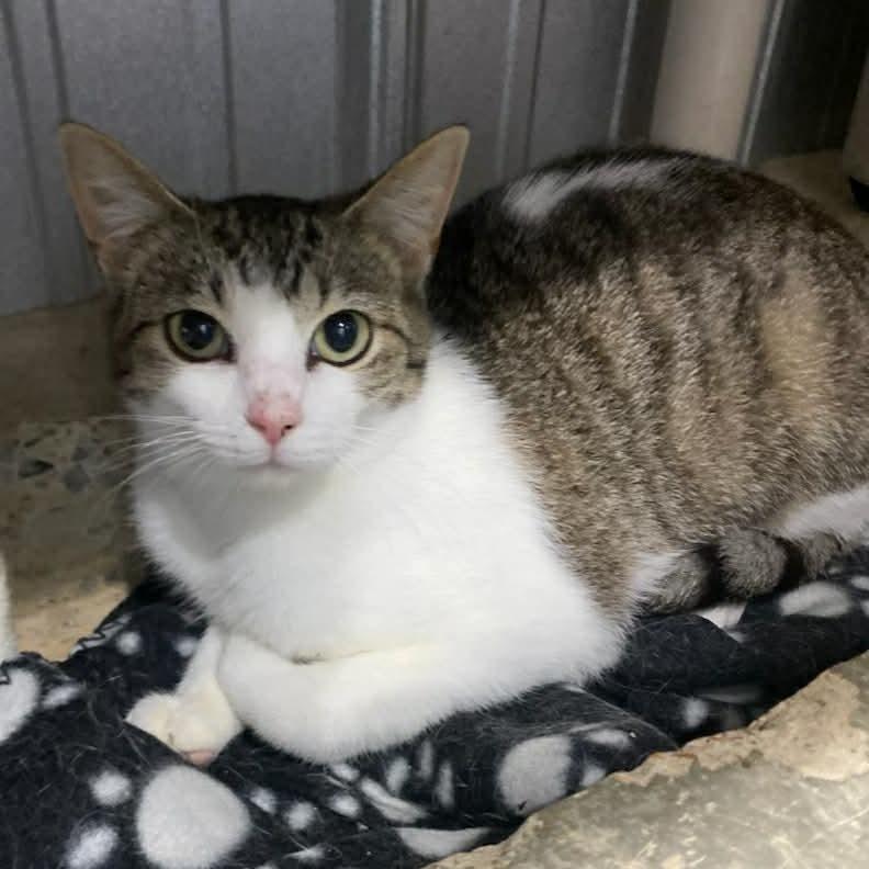 Enlarge Alexis, a Adoptable Domestic Short Hair in Washington, DC image 1/2