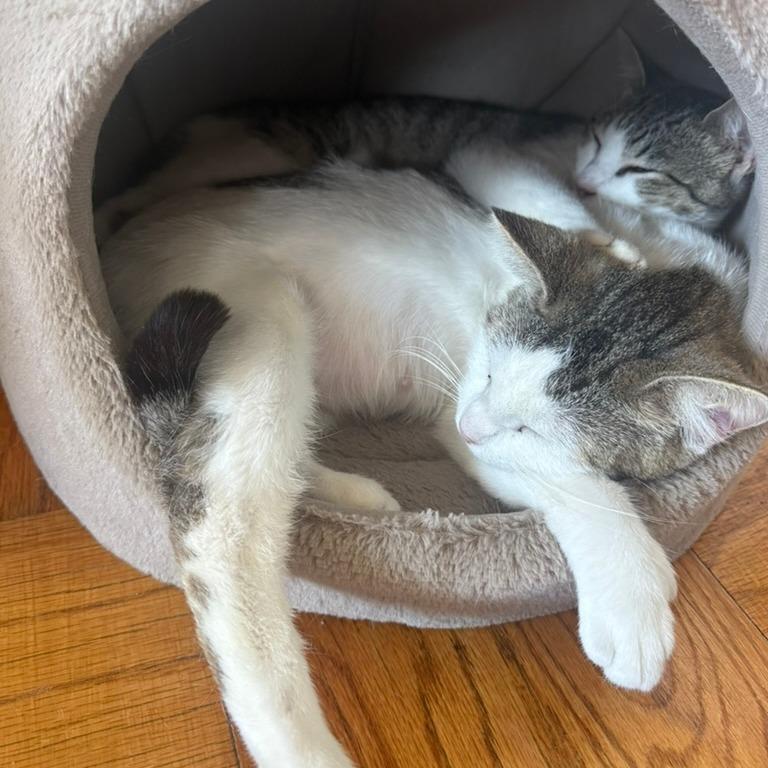 Alexis, a Adoptable Domestic Short Hair in Washington, DC image 4/6