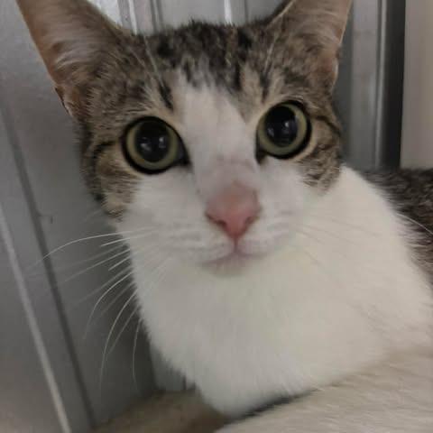 Enlarge Alexis, a Adoptable Domestic Short Hair in Washington, DC image 2/2