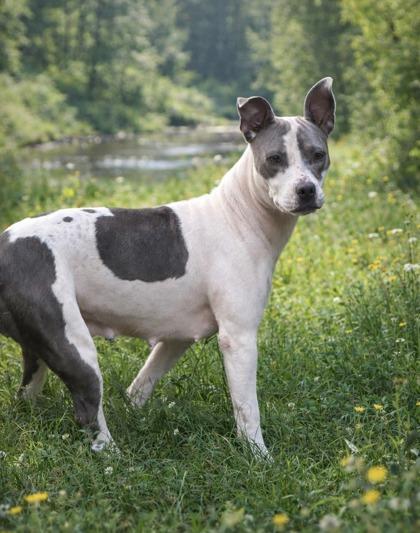 Brandi, Adoptable, Adult Female Pit Bull Terrier & Mixed Breed.