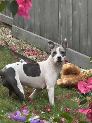 Enlarge Brandi, a Adoptable mixed breed in Houston, TX image 2/2