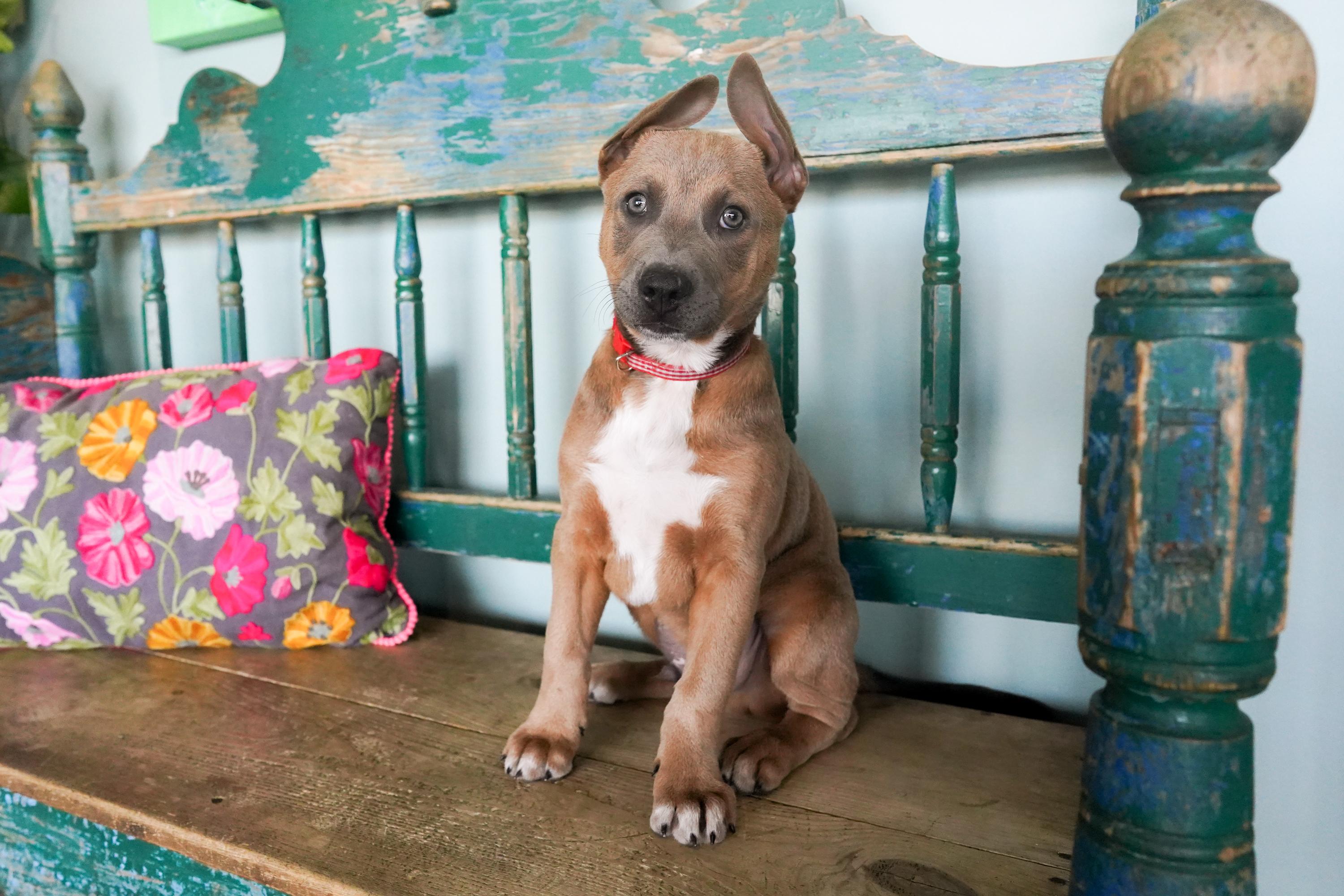 Enlarge Roman, a ADOPTABLE mixed breed in San Antonio, TX image 3/5