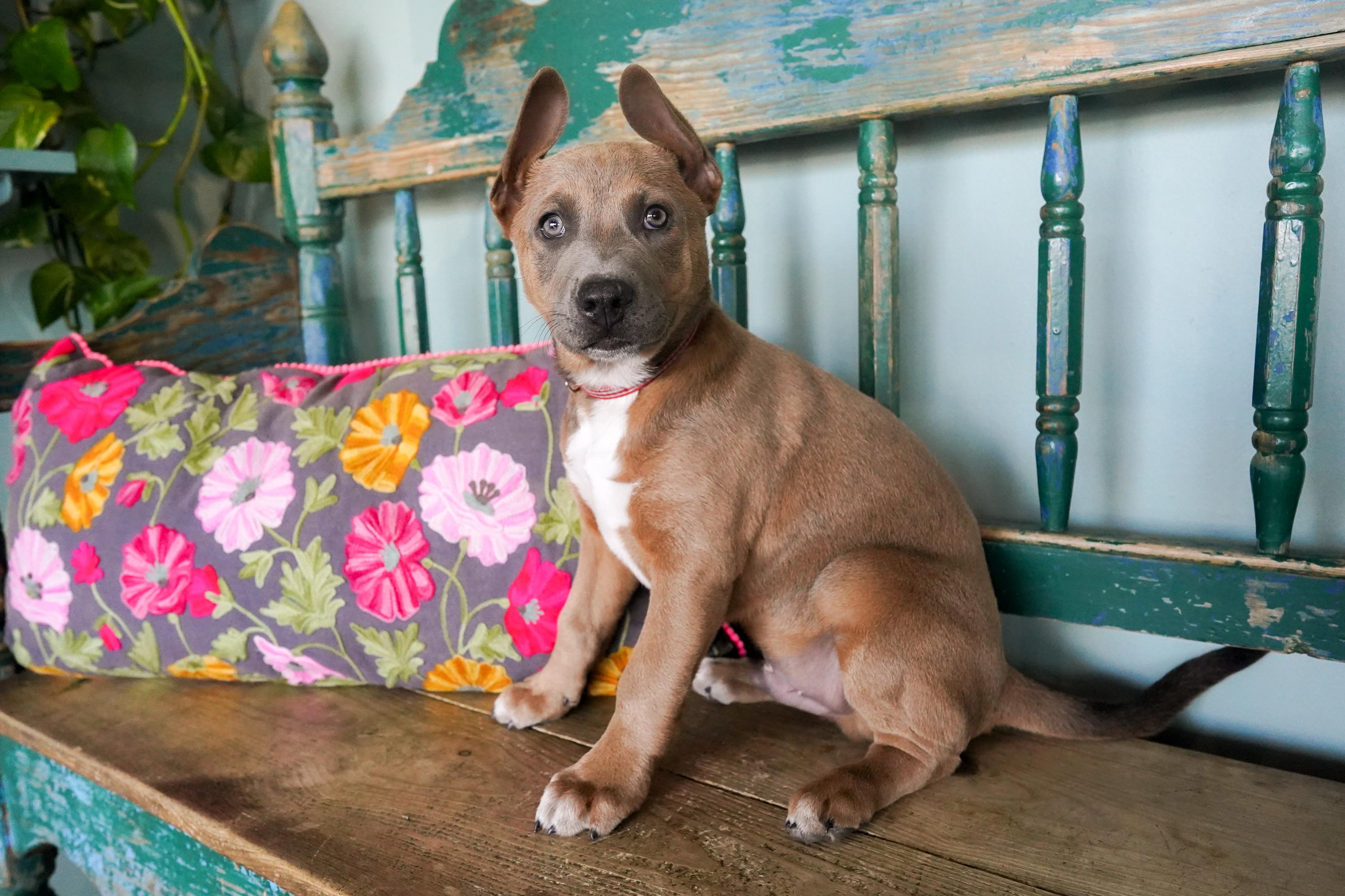 Enlarge Roman, a ADOPTABLE mixed breed in San Antonio, TX image 4/5