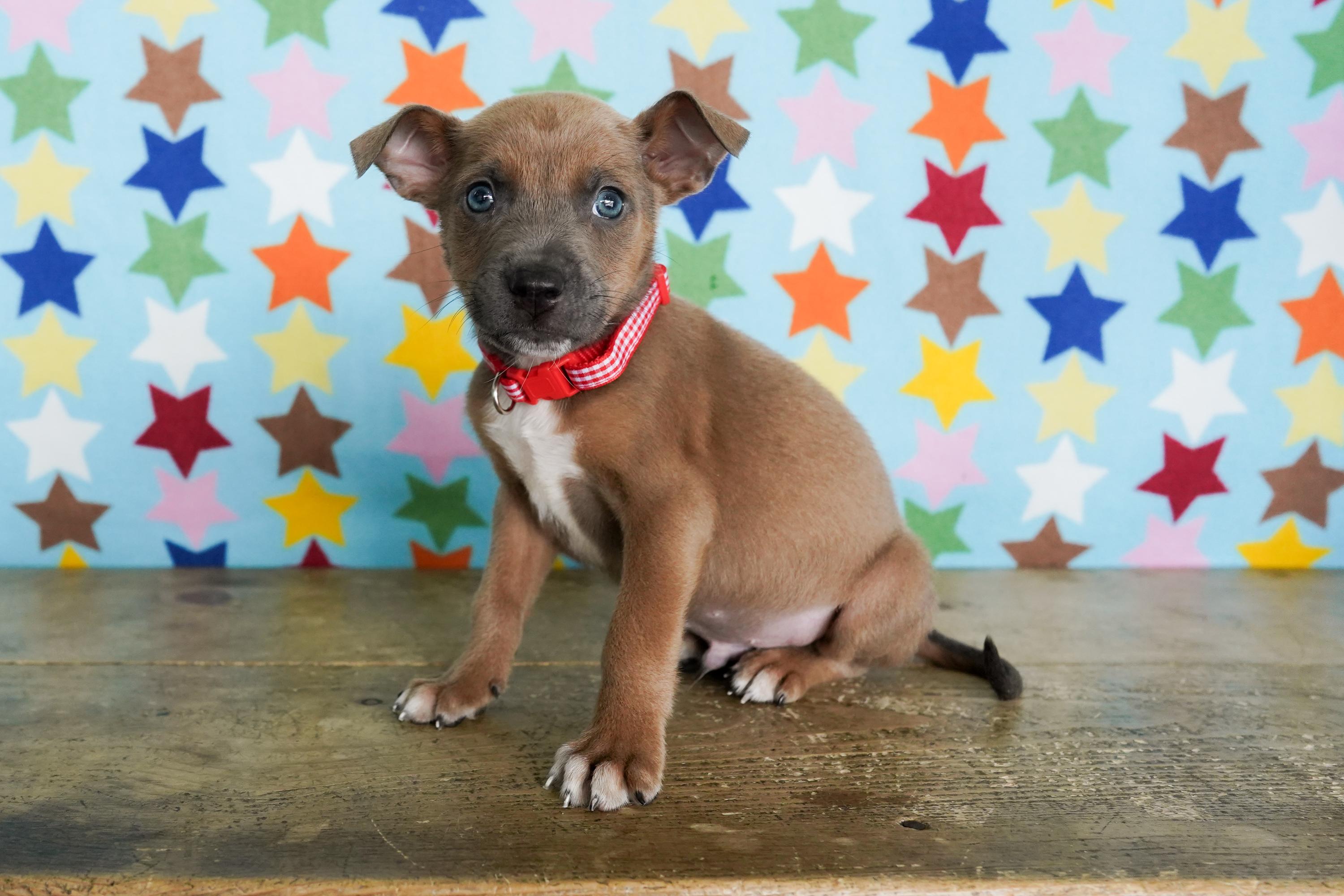 Enlarge Roman, a ADOPTABLE Chihuahua in San Antonio, TX image 3/4