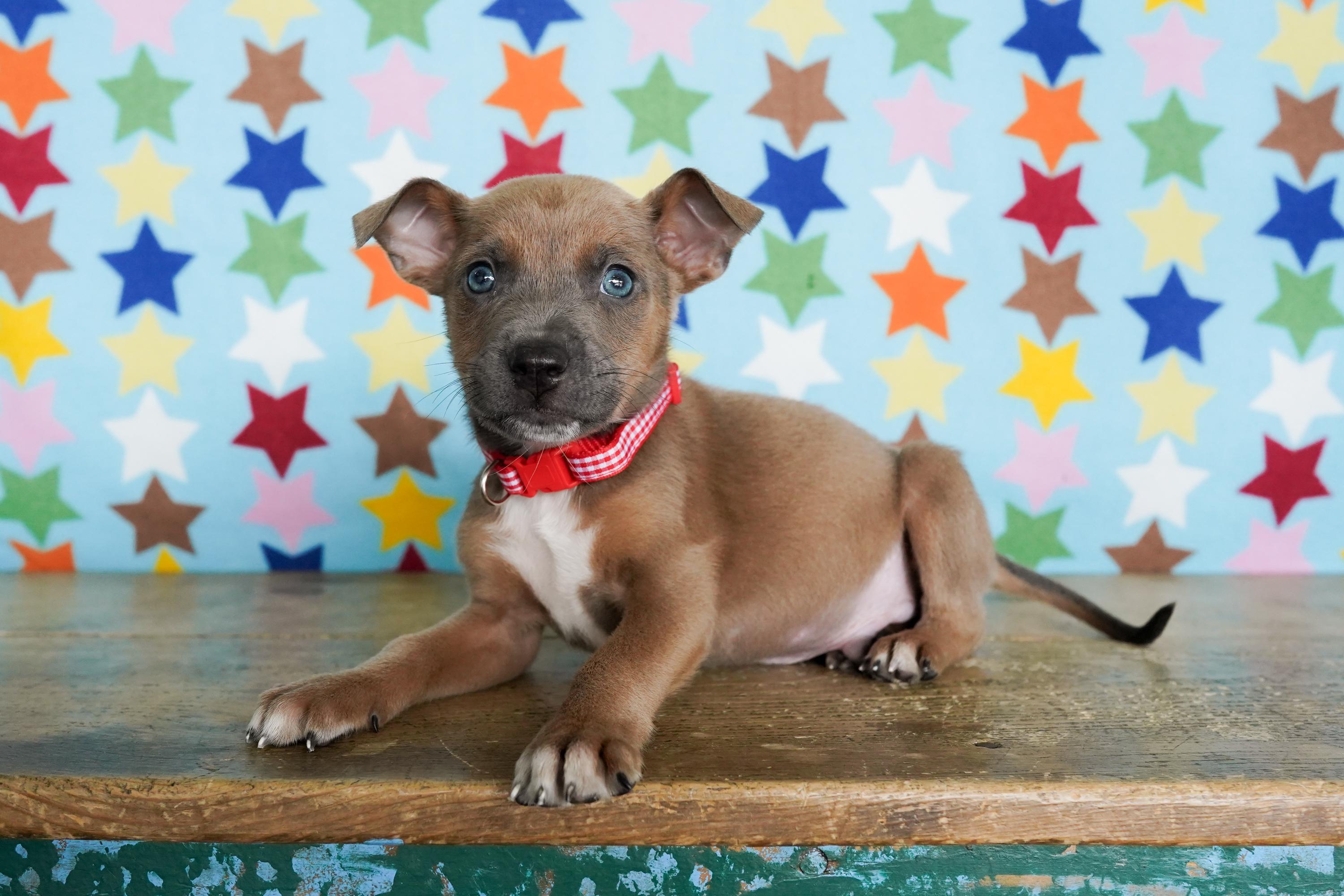 Enlarge Roman, a ADOPTABLE Chihuahua in San Antonio, TX image 2/4