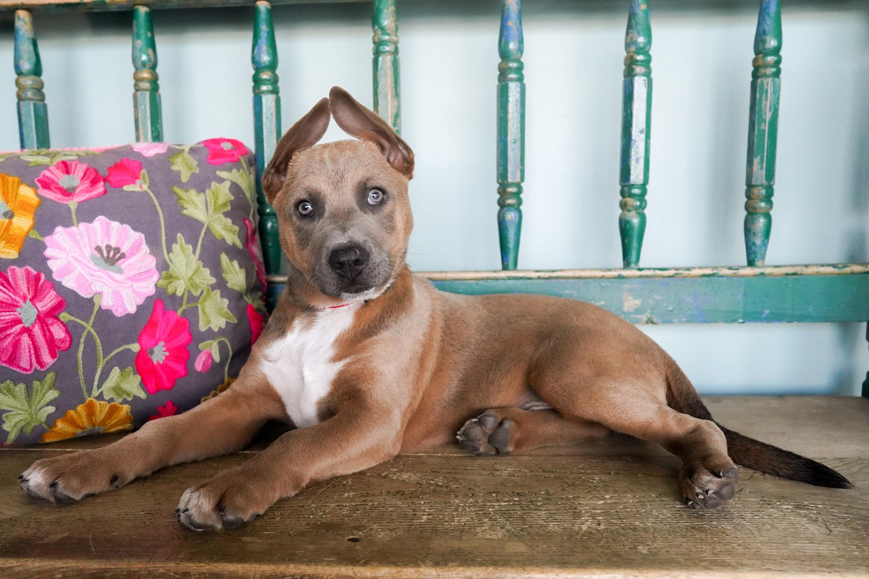 Enlarge Roman, a ADOPTABLE mixed breed in San Antonio, TX image 1/5