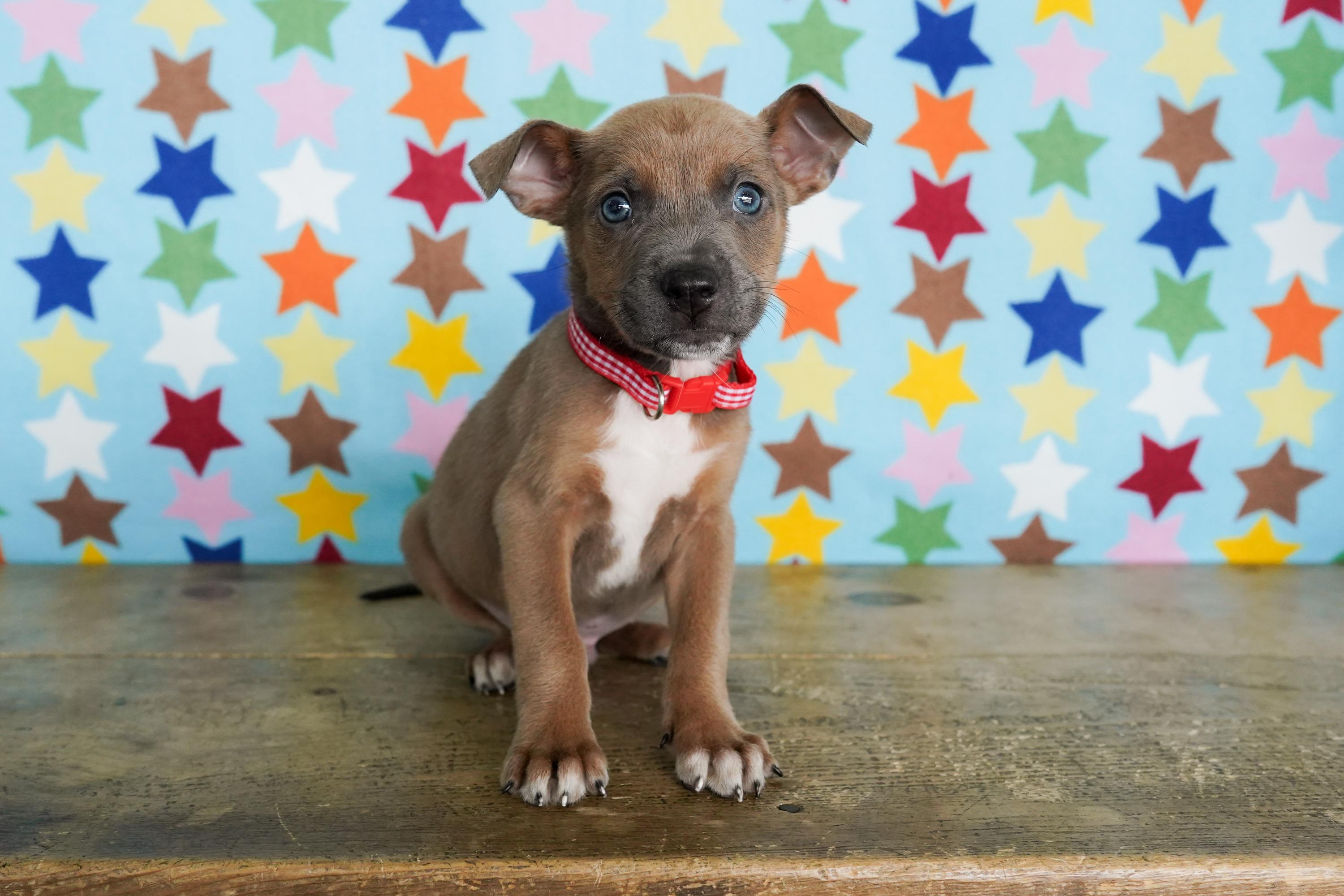 Roman, ADOPTABLE, Puppy Male Chihuahua.
