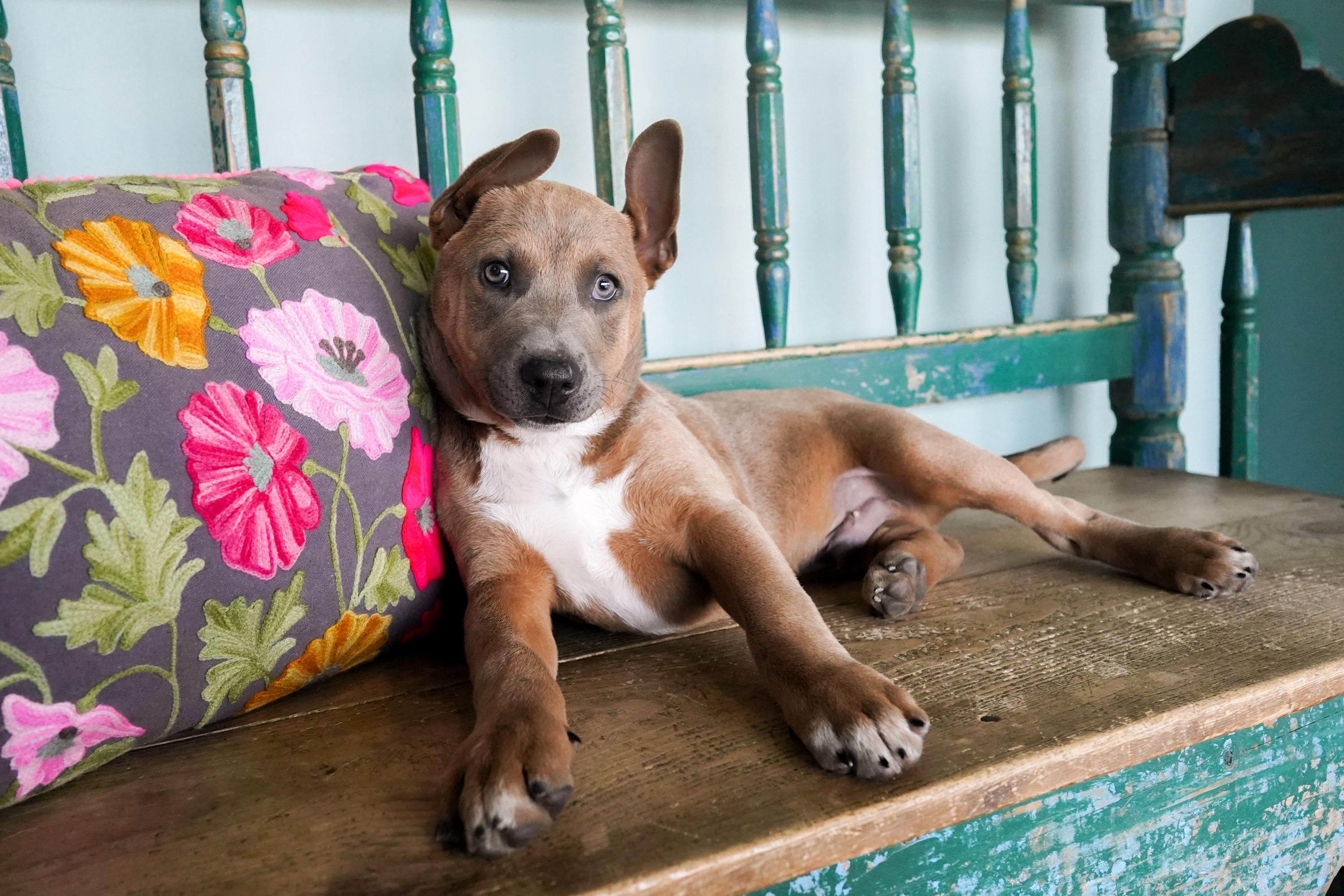 Enlarge Roman, a ADOPTABLE mixed breed in San Antonio, TX image 2/5