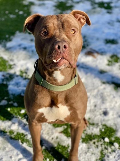 Enlarge Fang, a Adoptable mixed breed in Munster, IN image 1/3