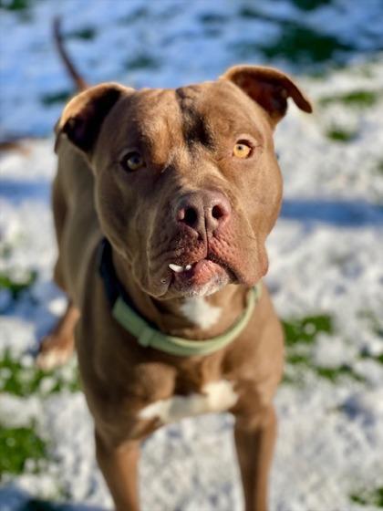 Enlarge Fang, a Adoptable mixed breed in Munster, IN image 2/3