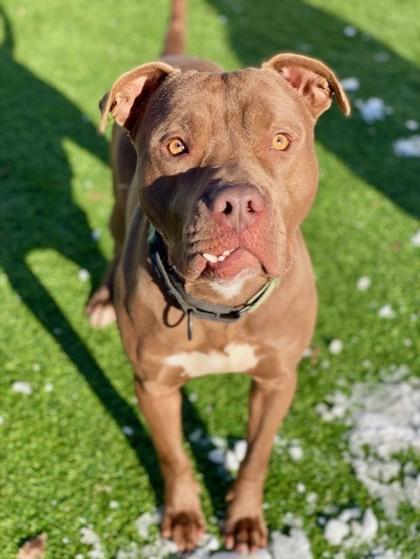 Enlarge Fang, a Adoptable mixed breed in Munster, IN image 3/3