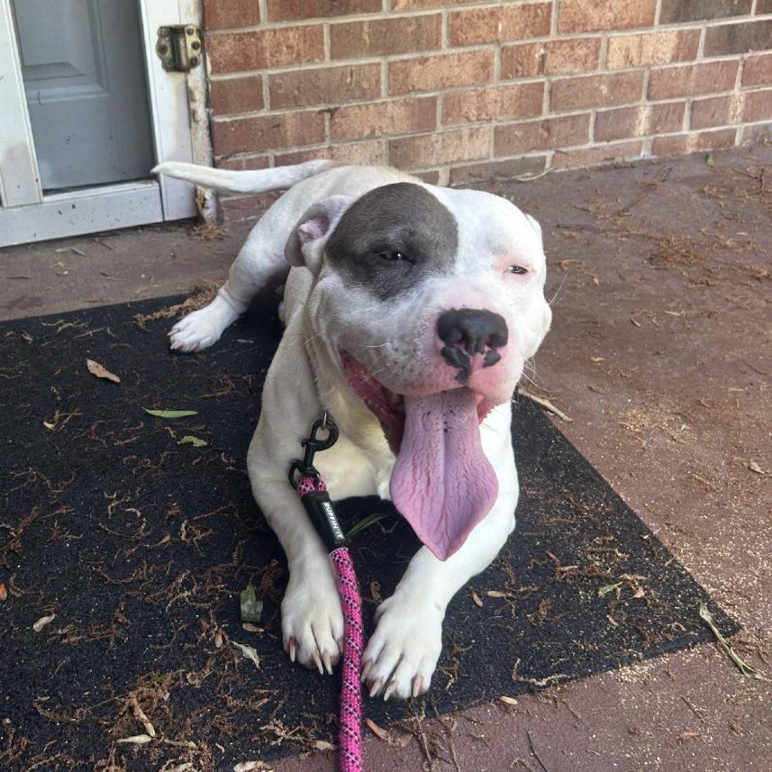 Enlarge Mango, a Adoptable Mixed Breed in Winston-Salem, NC image 2/3