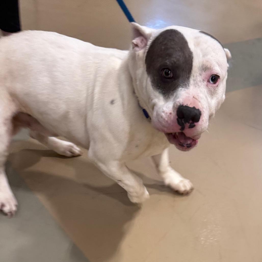 Enlarge Mango, a Adoptable Mixed Breed in Winston-Salem, NC image 3/3