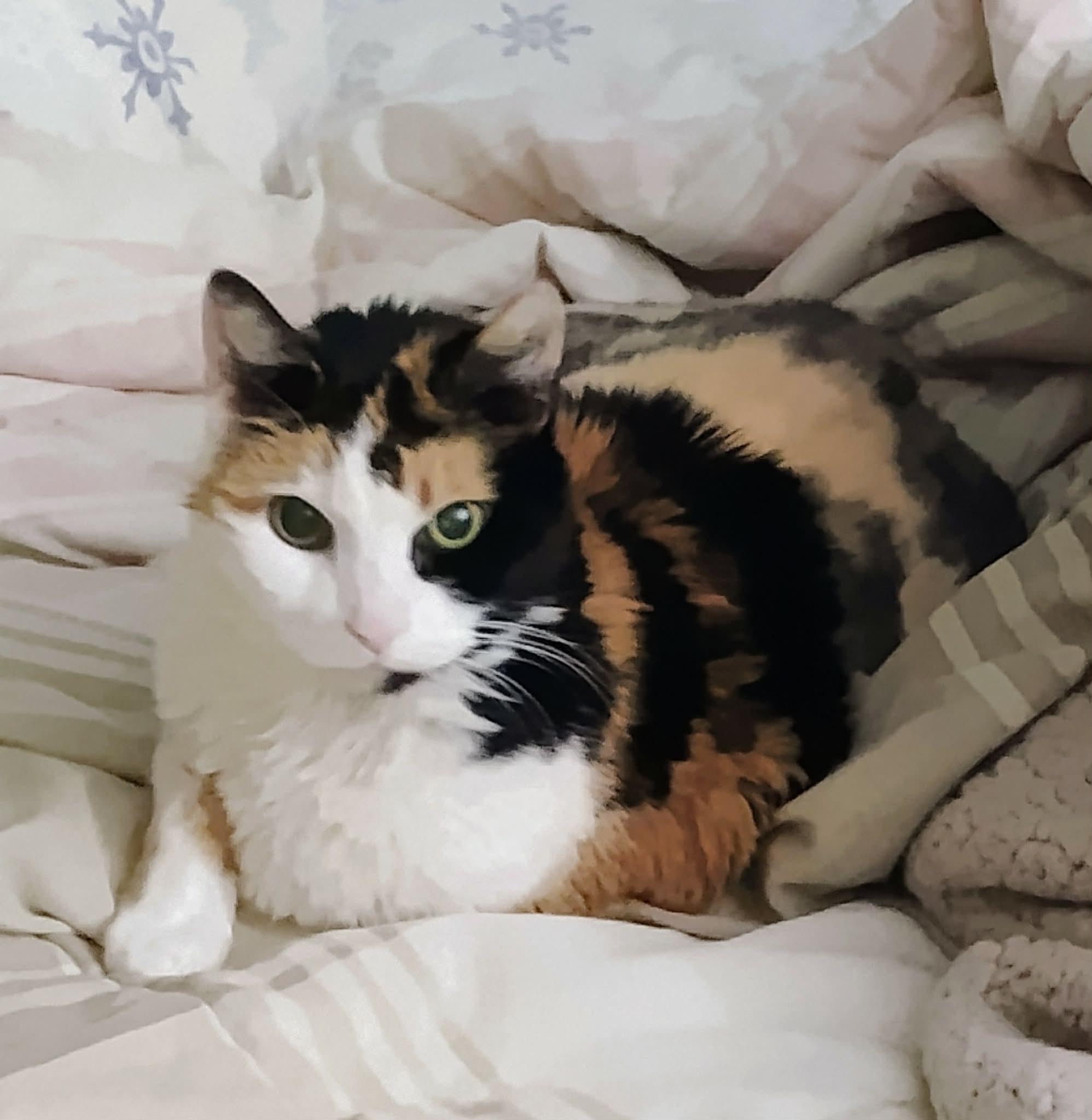 Enlarge Callie, a ADOPTABLE Domestic Short Hair in Blaine, MN image 1/5
