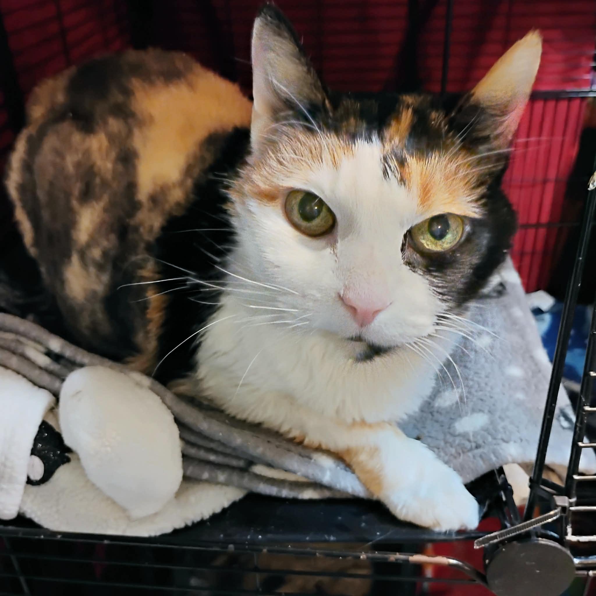 Enlarge Callie, a ADOPTABLE Domestic Short Hair in Blaine, MN image 3/5