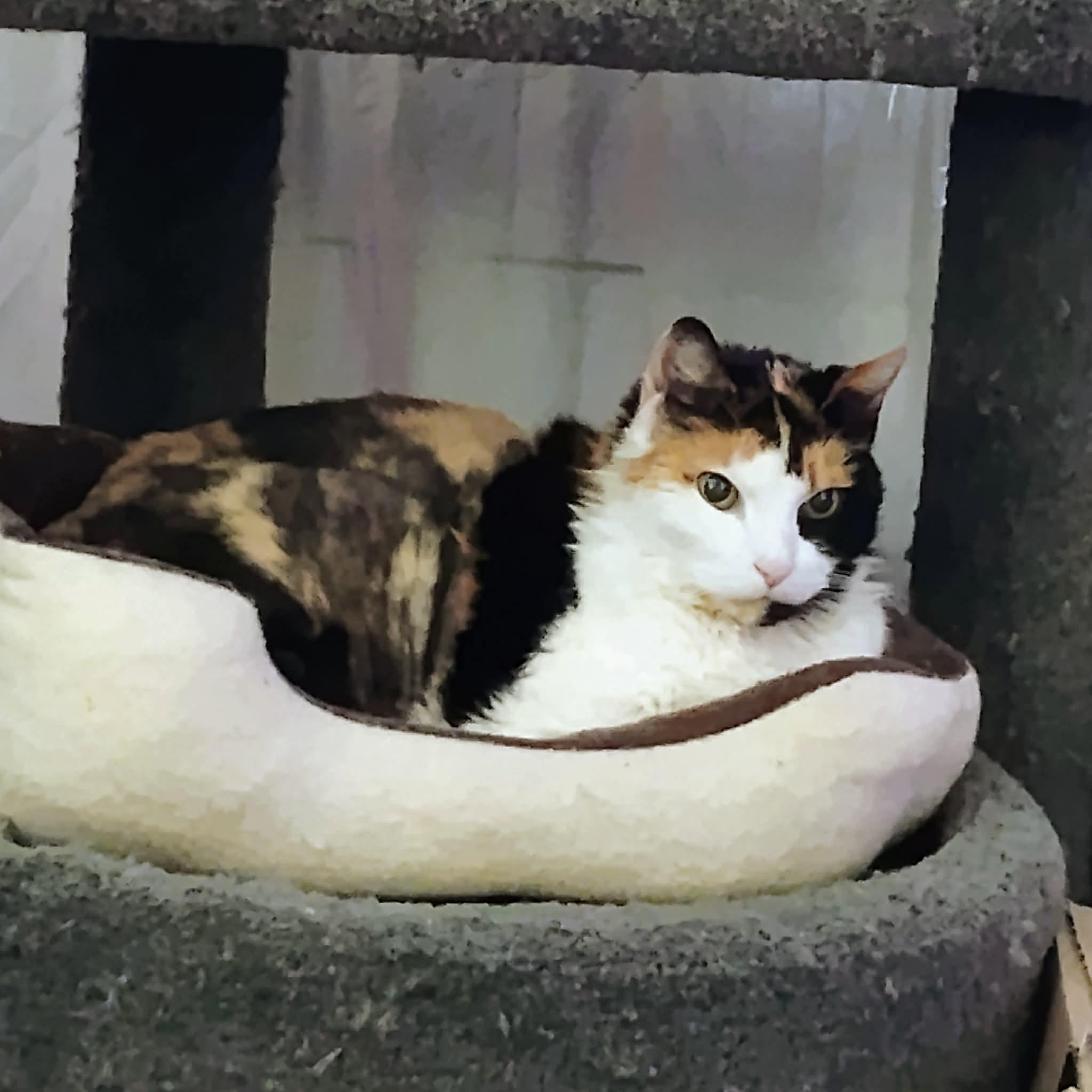 Enlarge Callie, a ADOPTABLE Domestic Short Hair in Blaine, MN image 2/5