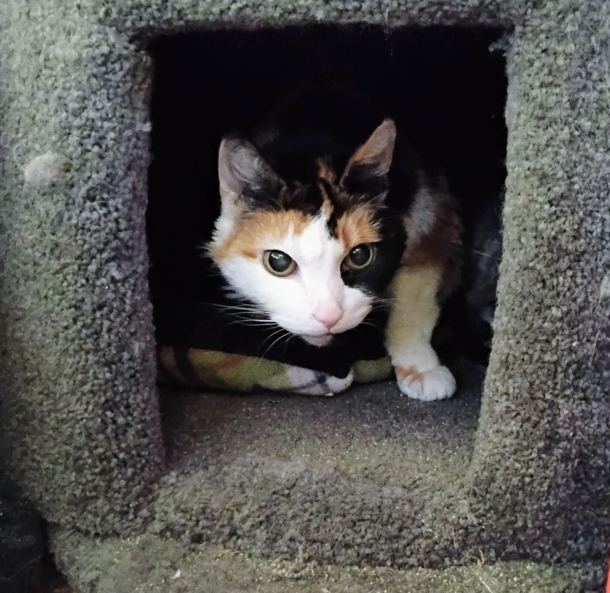 Enlarge Callie, a ADOPTABLE Domestic Short Hair in Blaine, MN image 5/5