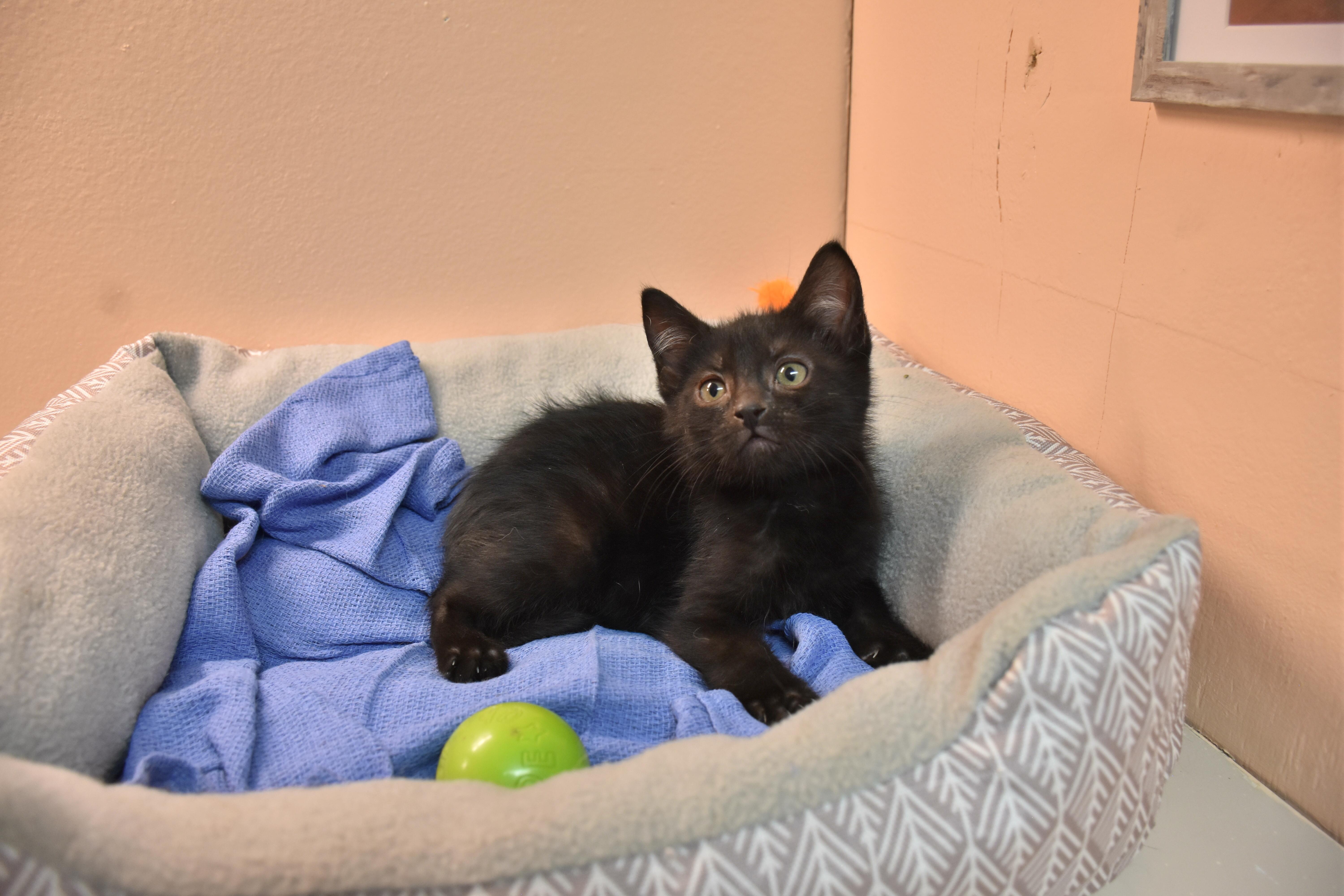 Enlarge Gouda, a ADOPTABLE Domestic Short Hair in North Judson, IN image 1/1