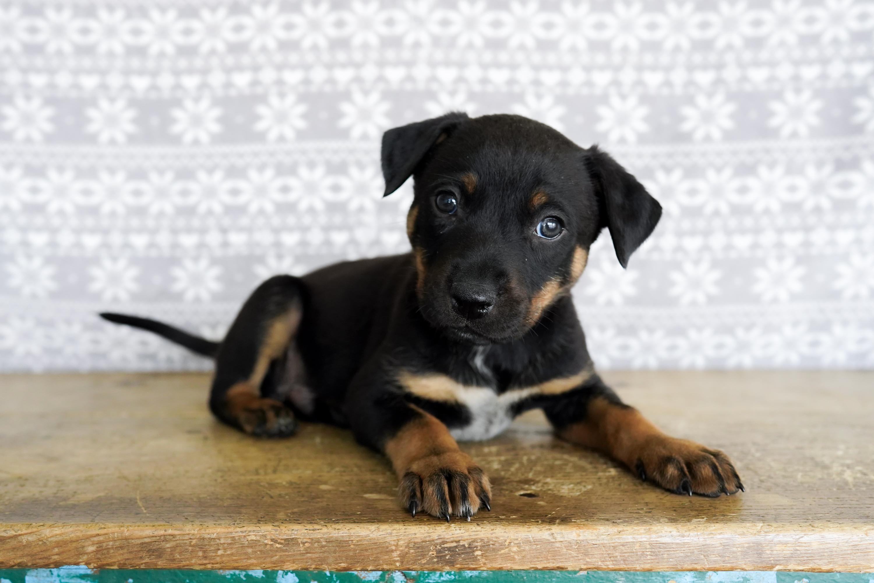 Enlarge Lucas, a ADOPTABLE mixed breed in San Antonio, TX image 1/5