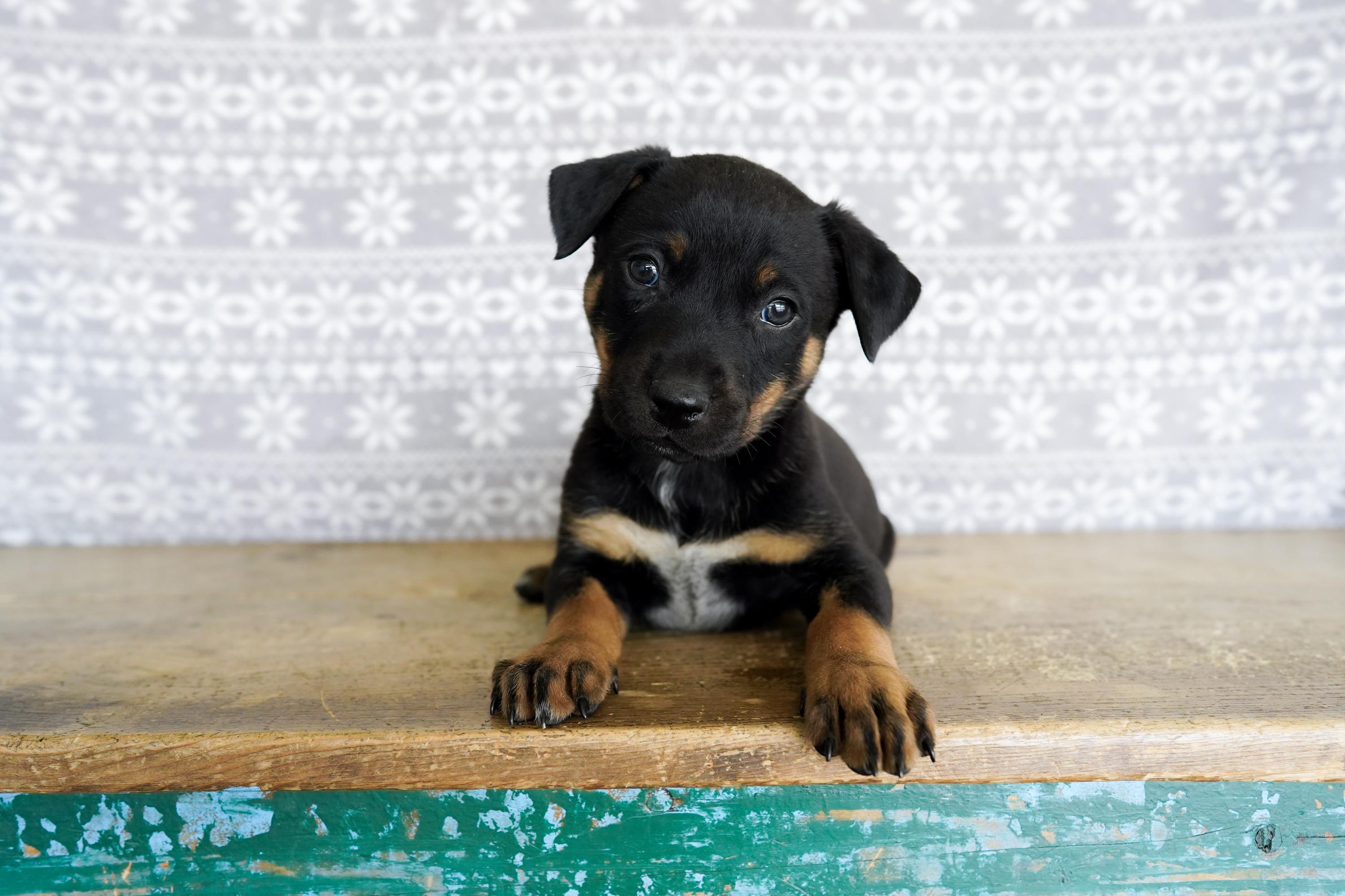 Enlarge Lucas, a ADOPTABLE mixed breed in San Antonio, TX image 2/5