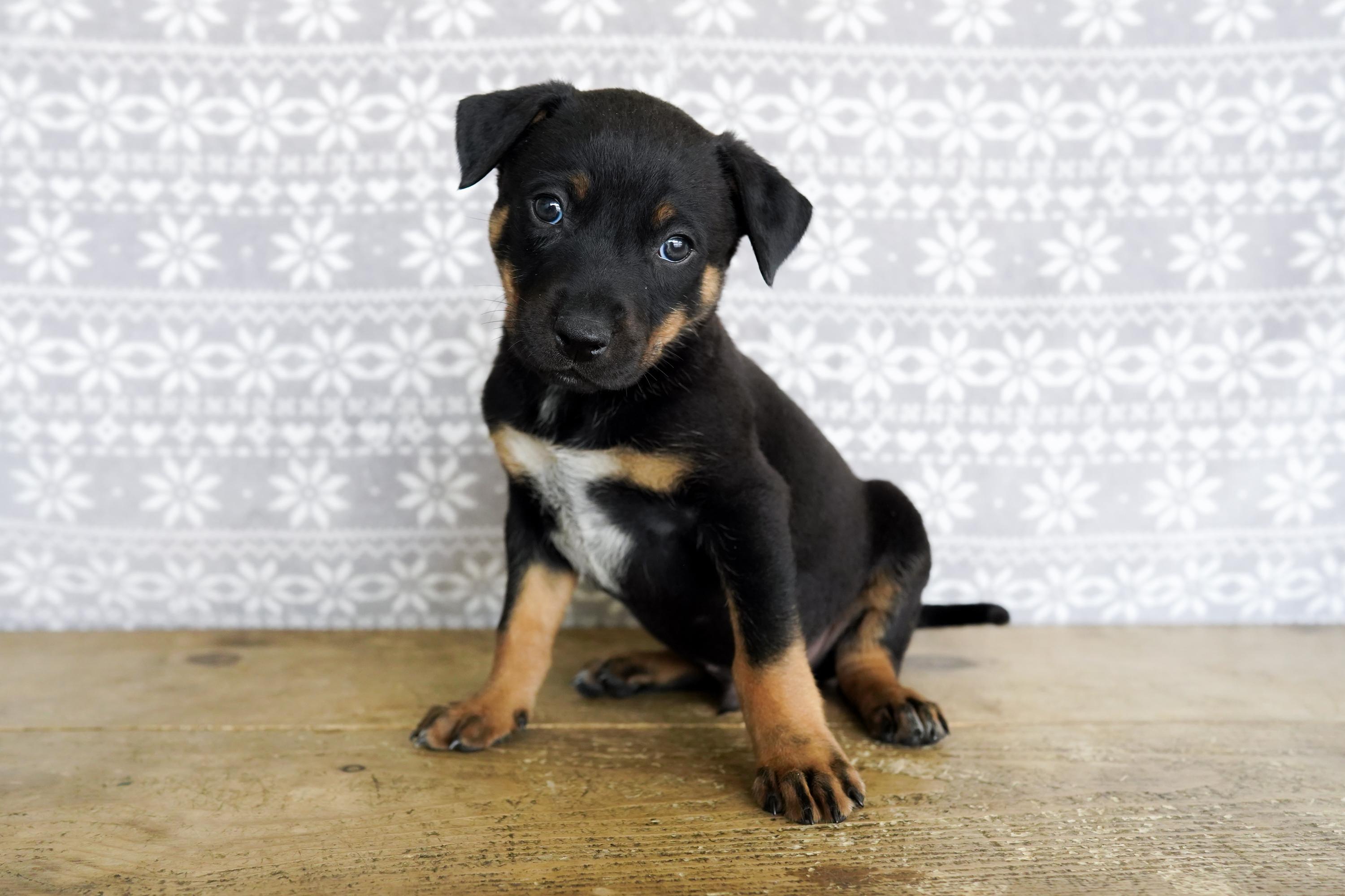Enlarge Lucas, a ADOPTABLE mixed breed in San Antonio, TX image 4/5