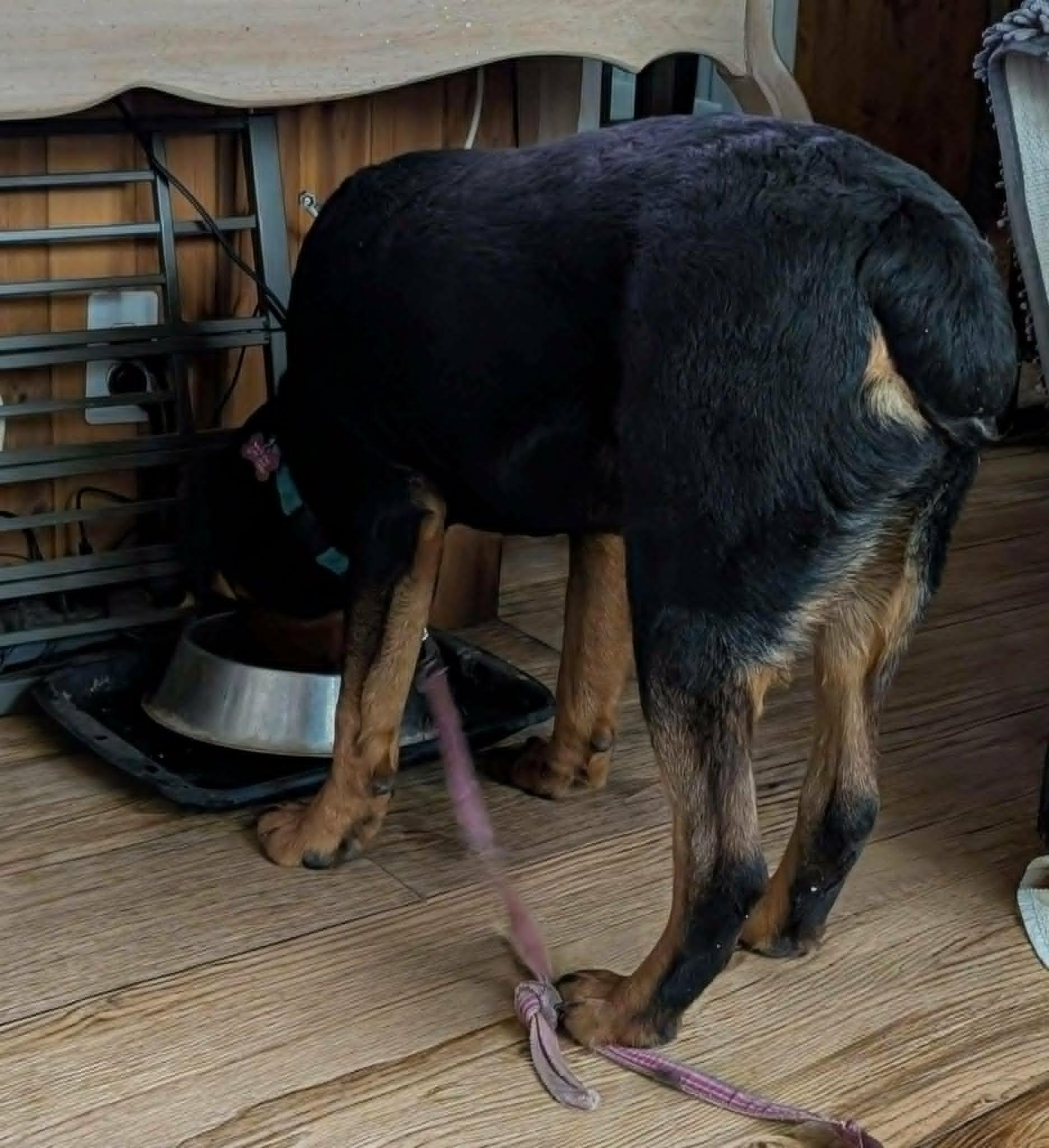 Enlarge Casey, a ADOPTABLE Rottweiler in Perkasie, PA image 5/6