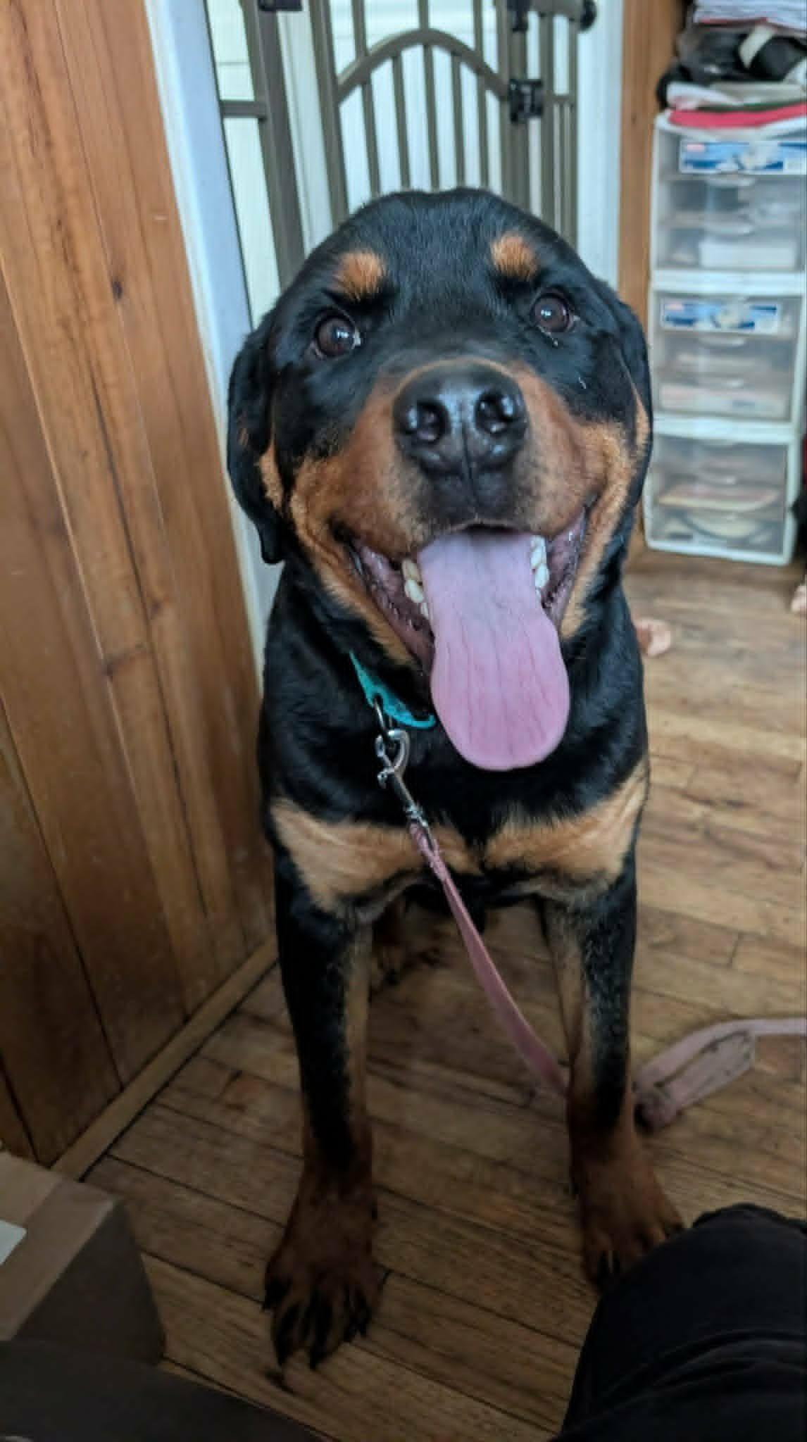 Enlarge Casey, a ADOPTABLE Rottweiler in Perkasie, PA image 4/6