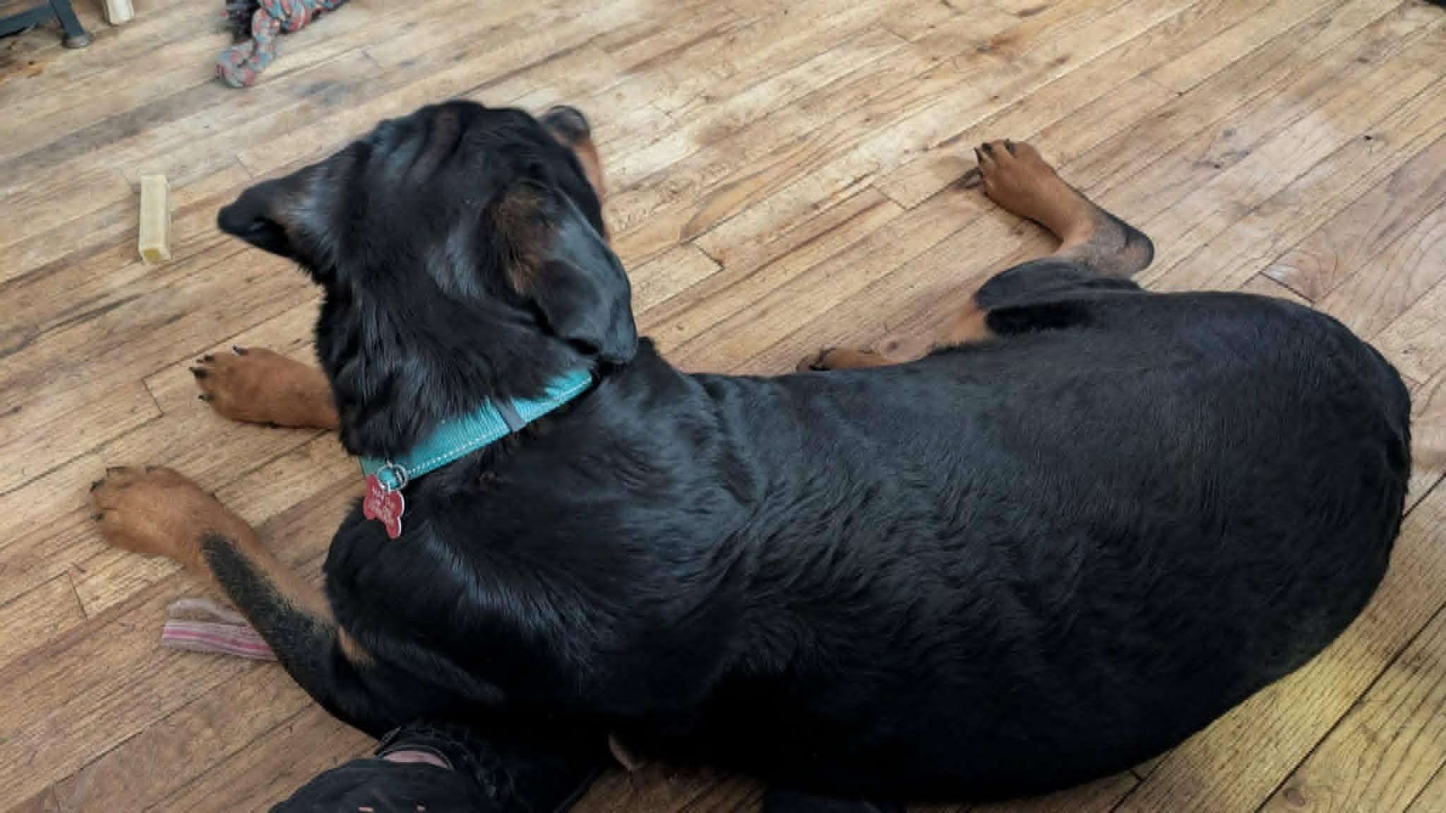 Enlarge Casey, a ADOPTABLE Rottweiler in Perkasie, PA image 3/6
