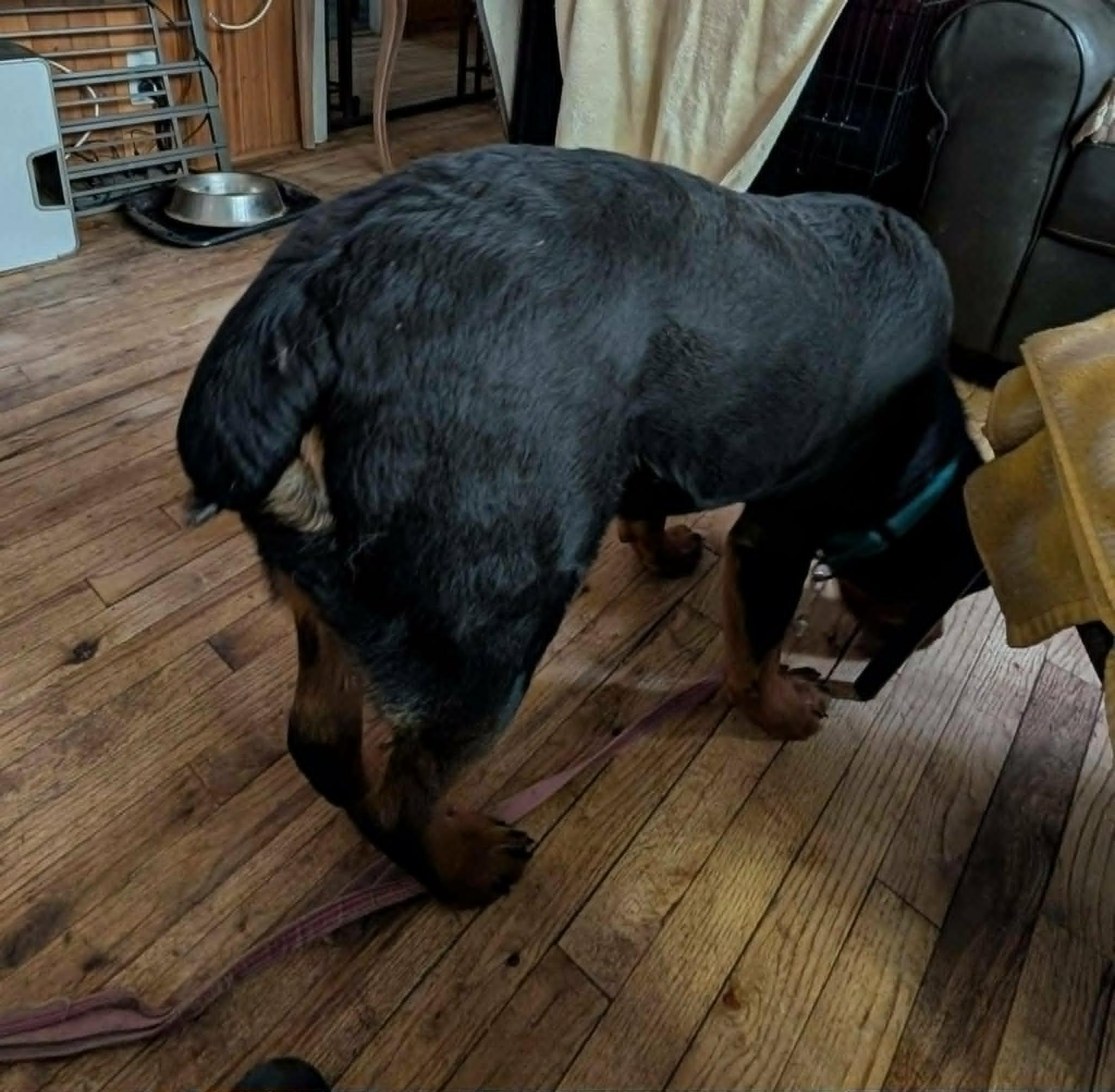 Enlarge Casey, a ADOPTABLE Rottweiler in Perkasie, PA image 6/6