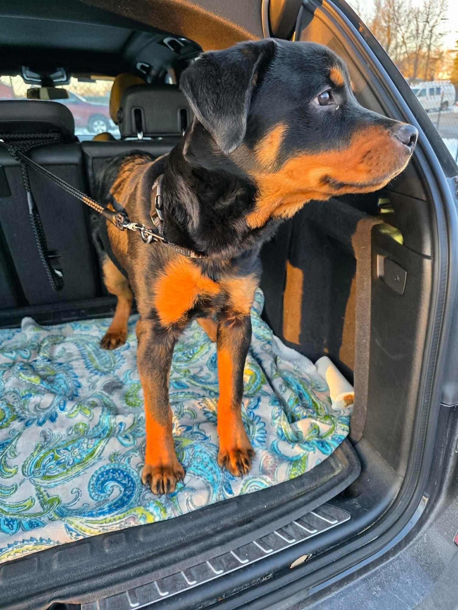 Enlarge Casey, a ADOPTABLE Rottweiler in Perkasie, PA image 2/3