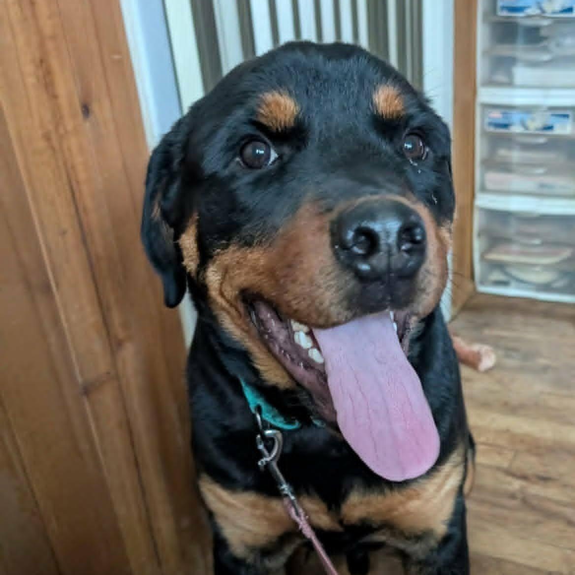 Enlarge Casey, an adoptable Rottweiler in Perkasie, PA image 1/6