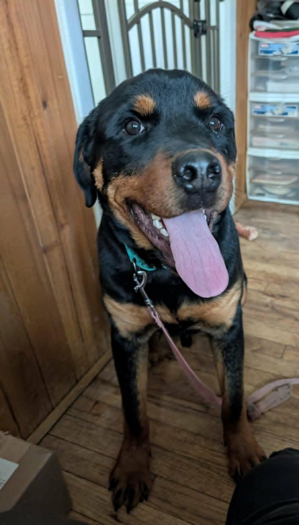 Enlarge Casey, a ADOPTABLE Rottweiler in Perkasie, PA image 1/6