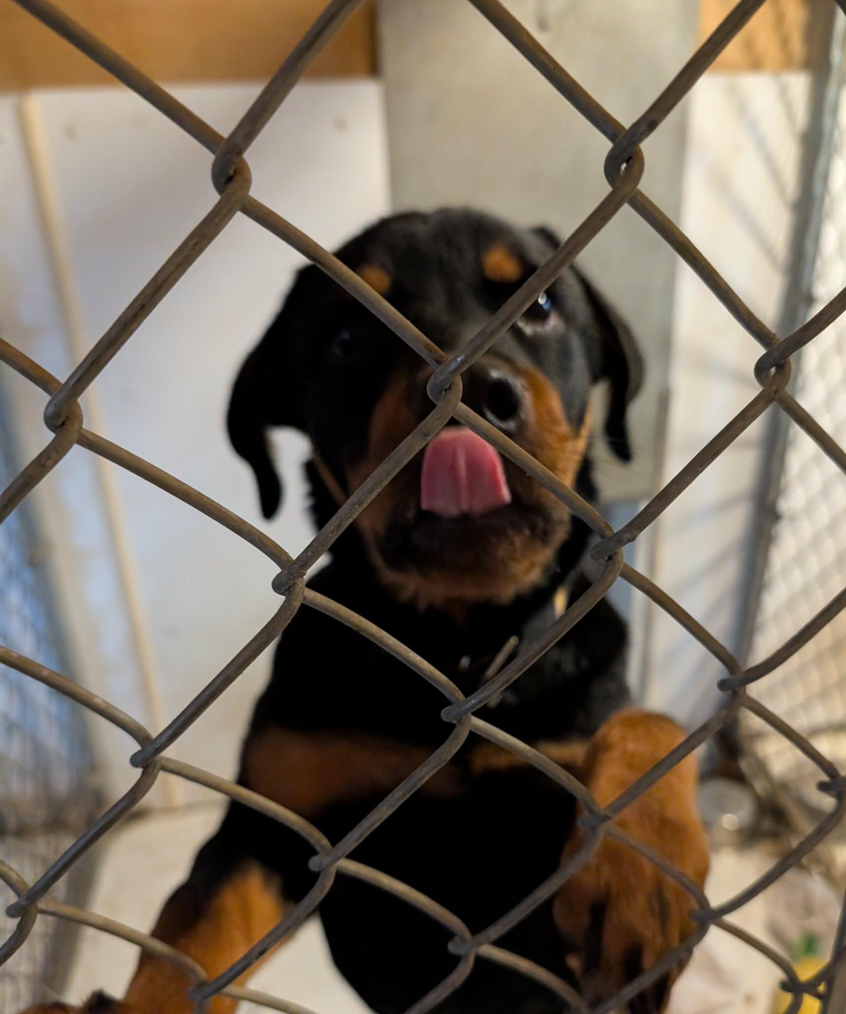 Enlarge Casey, a ADOPTABLE Rottweiler in Perkasie, PA image 3/3