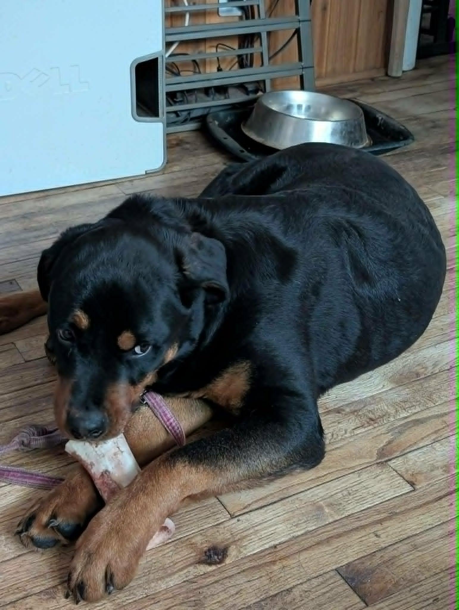Enlarge Casey, a ADOPTABLE Rottweiler in Perkasie, PA image 2/6