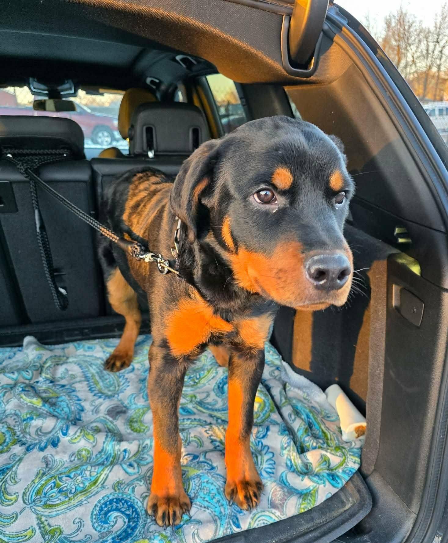 Enlarge Casey, a ADOPTABLE Rottweiler in Perkasie, PA image 1/3