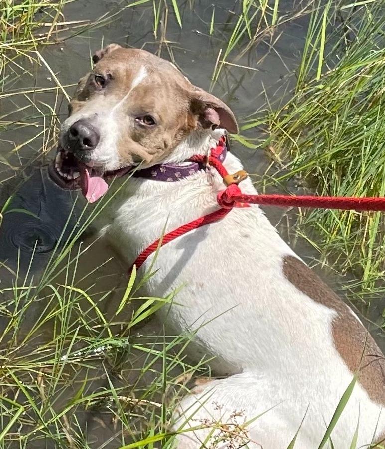 Enlarge Moby, a Adoptable mixed breed in Hudson, NY image 1/6