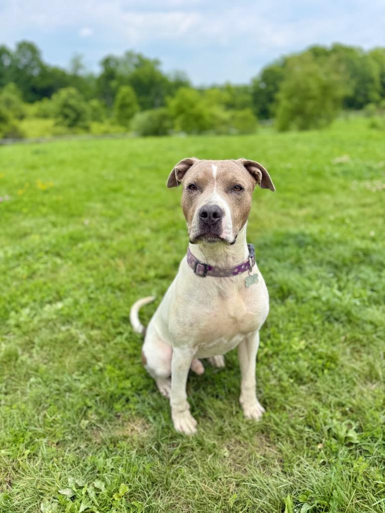 Enlarge Moby, a Adoptable mixed breed in Hudson, NY image 3/6