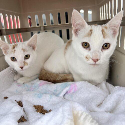 Charlee, Adoptable, Young Female Domestic Short Hair.