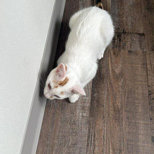 Enlarge Charlee, a Adoptable Domestic Short Hair in Toronto, ON image 2/3