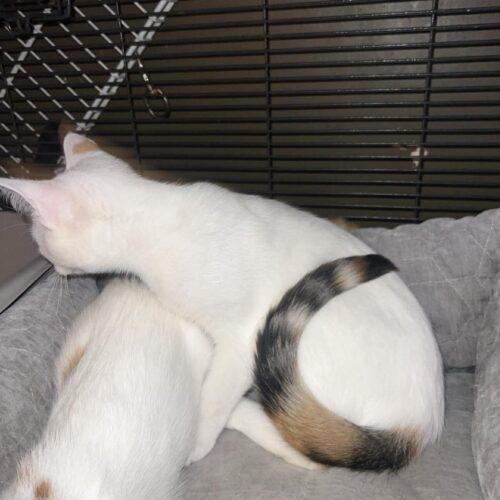 Enlarge Charlee, a Adoptable Domestic Short Hair in Toronto, ON image 3/3