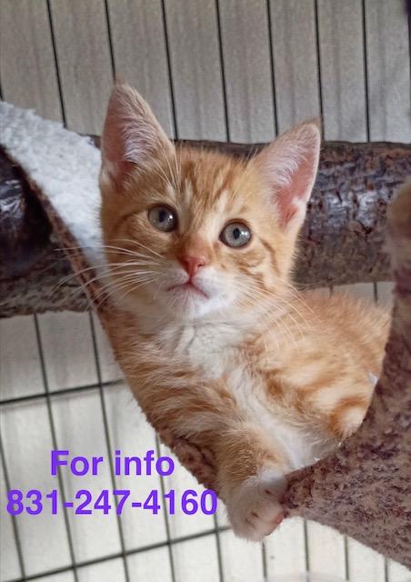 Kenin, ADOPTABLE, Kitten Male Tiger.